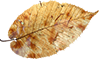 leaves1.png