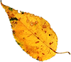 leaves4.png