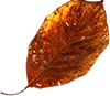 leaves5.png