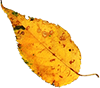 leaves2.png