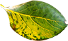 leaves3.png