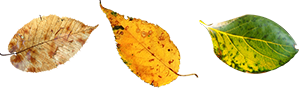 leaves_2.png